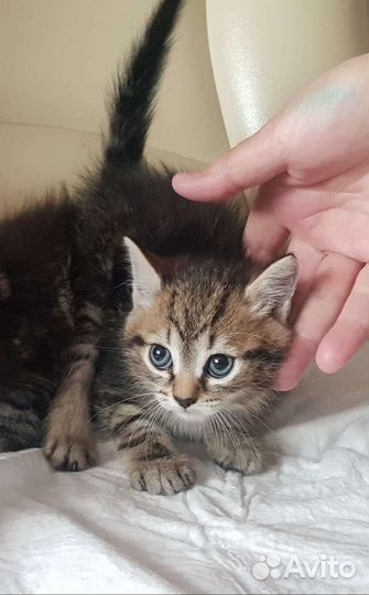 Котёнок в дар