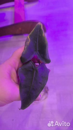 Алоказия сибериан Тайгер