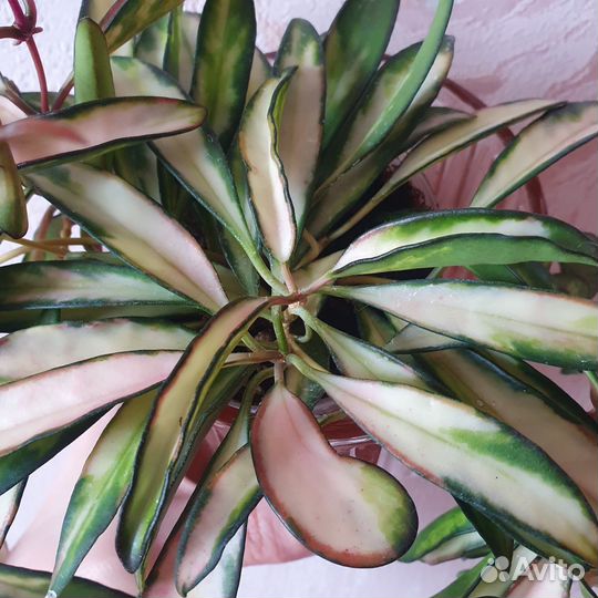 Хойя кентиана вариегатная, Hoya kentiana variegata