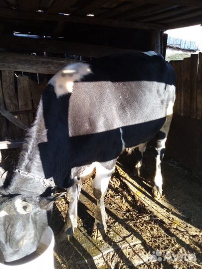 Продаётся бычок