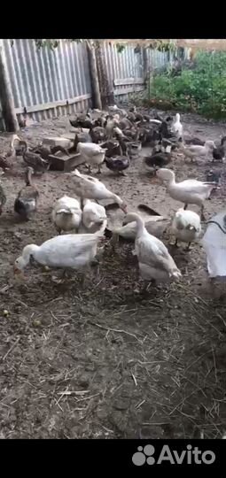 Гуси Линда продажа обмен