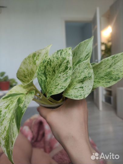 Эпипремнумы