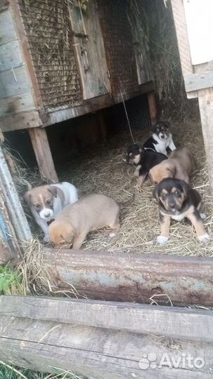 Собака в добрые руки отдам бесплатно