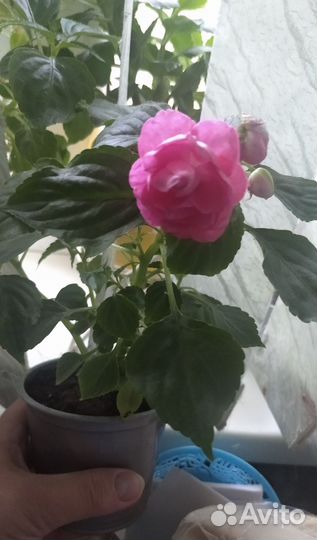 Комнатные цветы