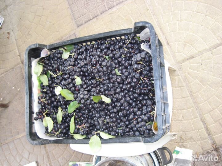 Черноплодная рябина ягода заморозка и свежая