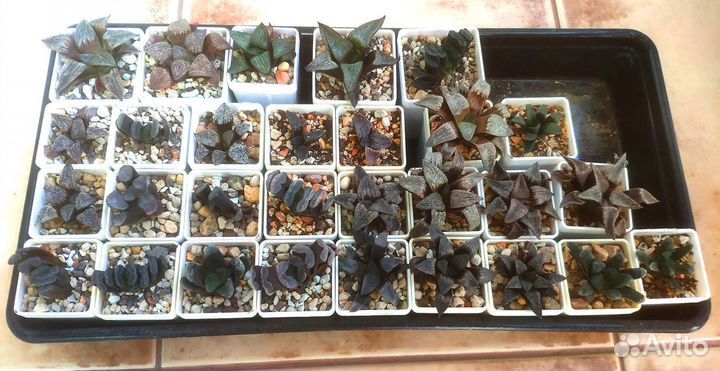 Хавортии коллекционные