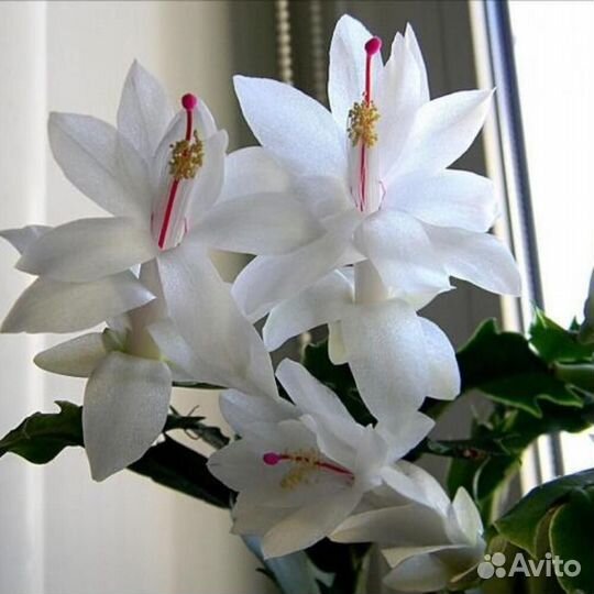 Декабрист черенки укорененные