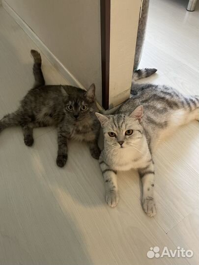 Отдаю кошек