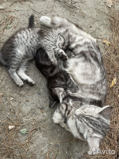 Кошки и котята