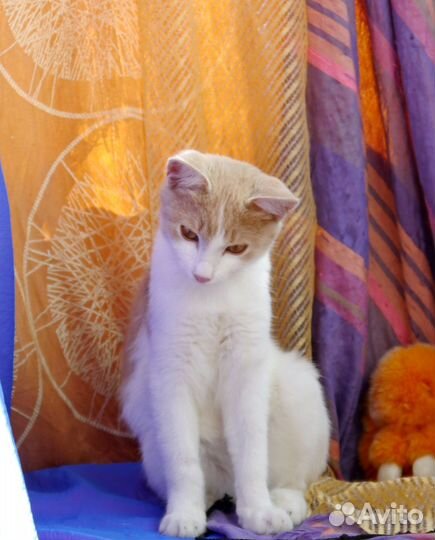 Солнечный котёнок