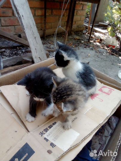 Отличные пацаны