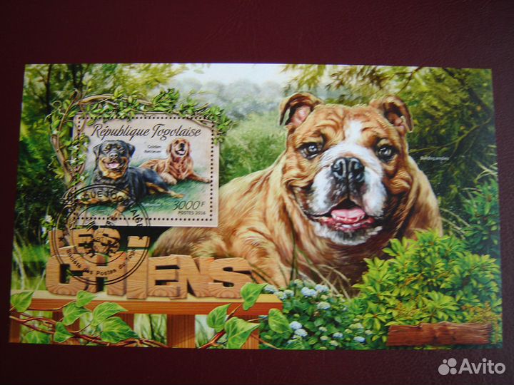 Фауна.Собаки