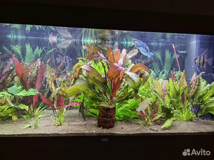 Эхинодорус синусойд