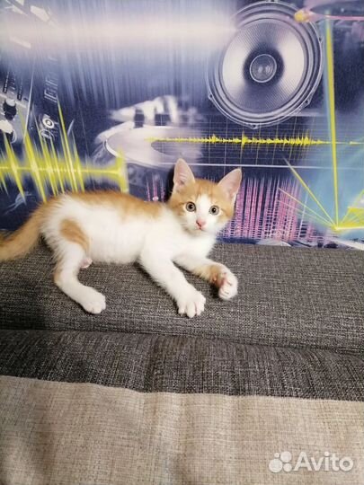 Котенок
