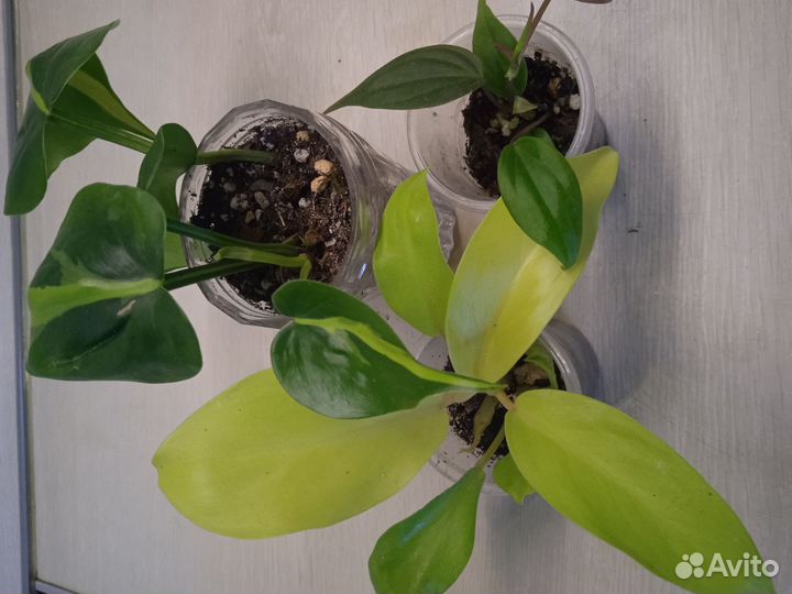 Красивые цветочки