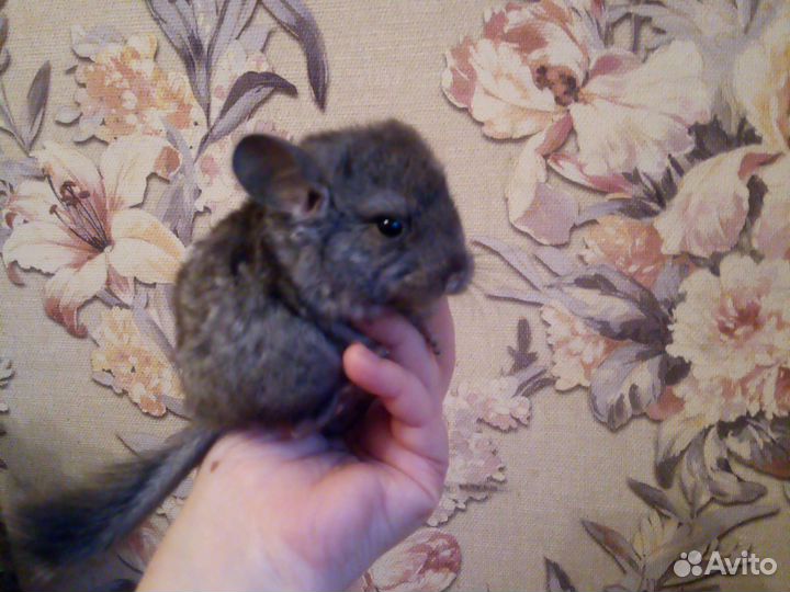 Шиншиллята