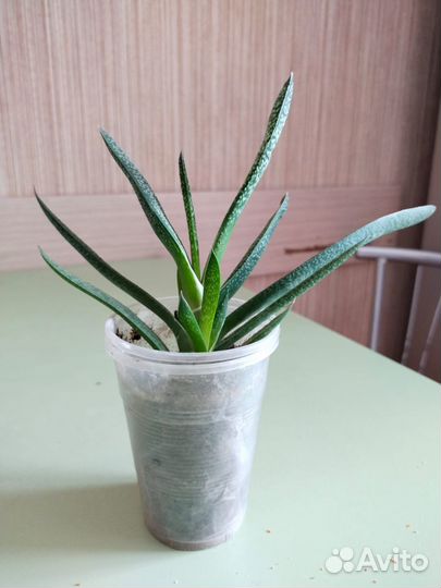 Гастерия килеватая (Gasteria carinata)
