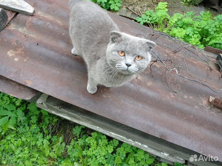 Британская кошечка