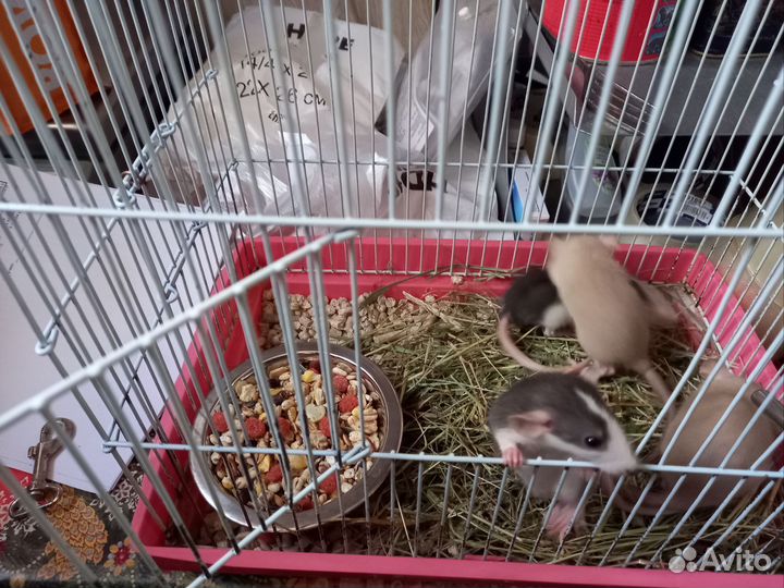 Декоративные крысята