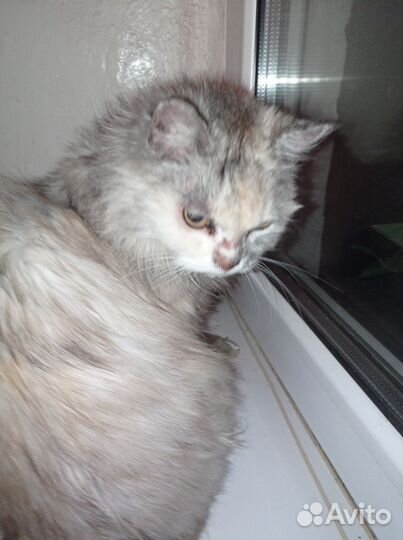 Кошка в добрые руки бесплатно