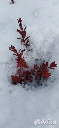 Саженцы садовой клюквы