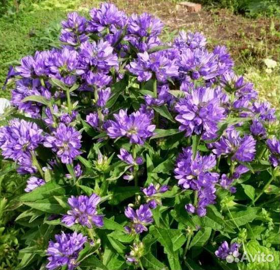 Колокольчик скученный многолетний