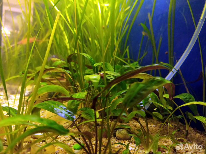 Криптокорина родственная (Cryptocoryne affinis)
