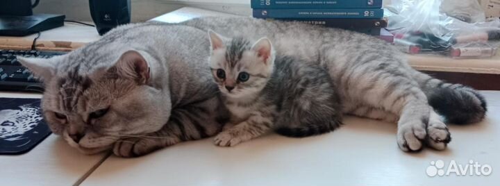 Котята самые лучшие в мире)