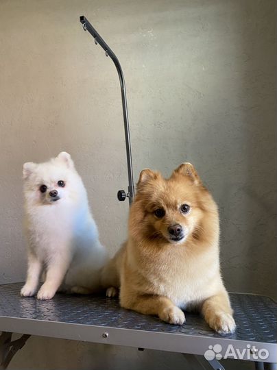 Груминг - стрижка собак и кошек