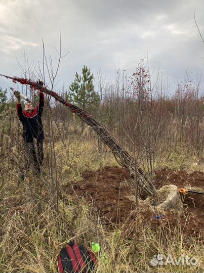 Рябина кустовая (крупномер)