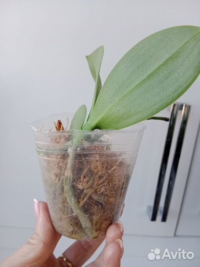 Орхидея фаленопсис детка