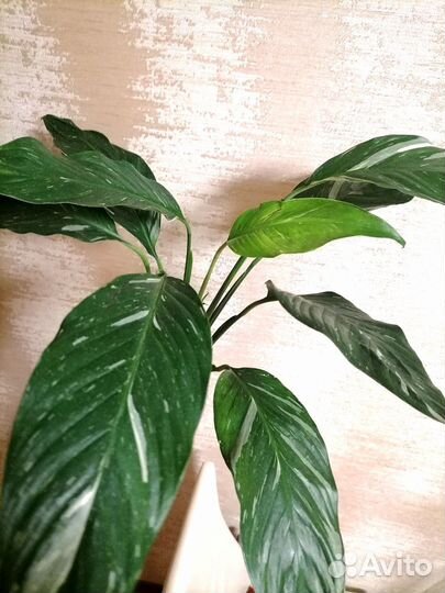 Спатифиллум Даймонд(Бриллиант)