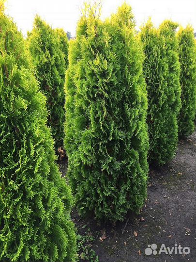 Туи из питомника Туи западные. Питомник Нашли деше