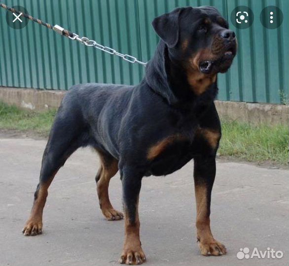 Ротвейлер вязка