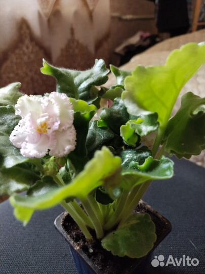 Сенполия (узамбарская фиалка)