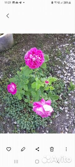 Пионовидная роза поль нейрон