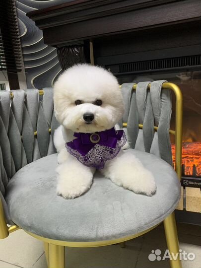 Стрижка бишонов