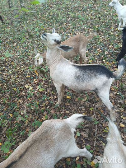 Козлята