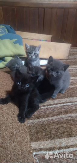 Британские котята