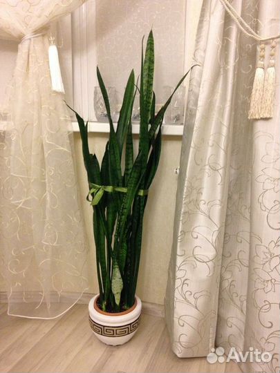 Комнатные домашние растения