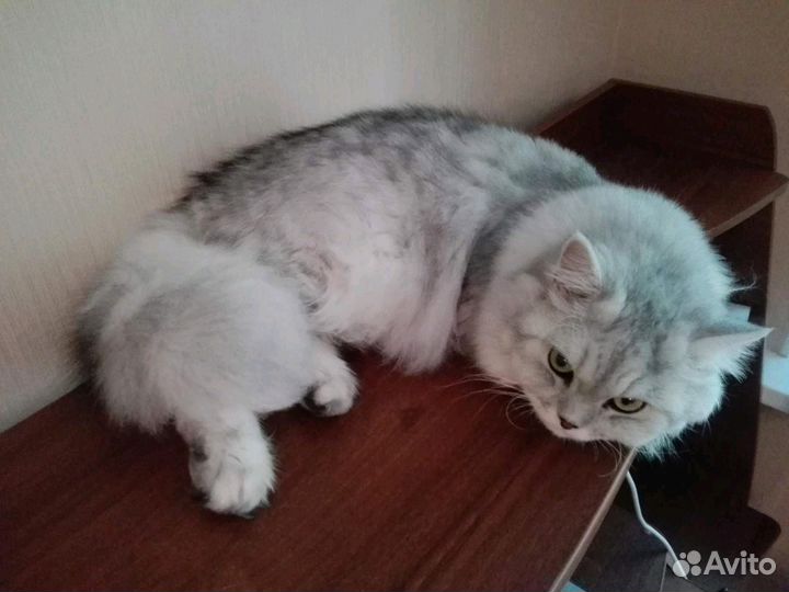 Кот ищет девочку