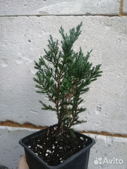 Можжевельник