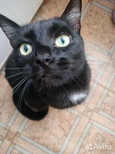 Отдам кота в добрые руки