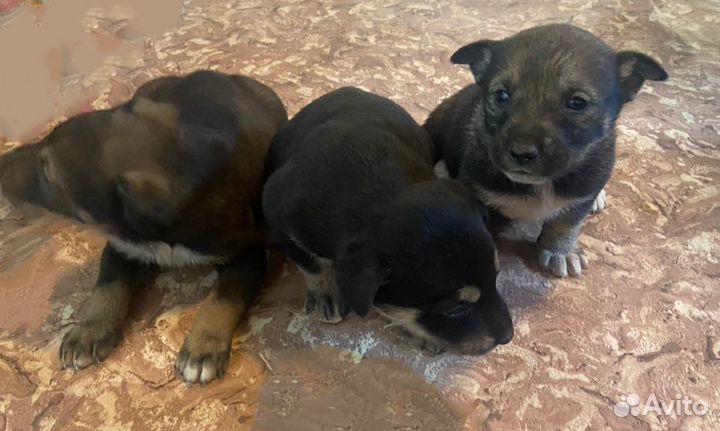 Щенки