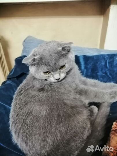 Кошки шотландцы