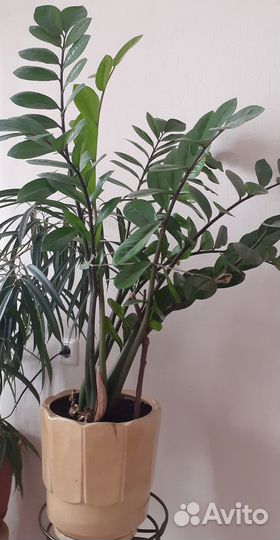 Продам замиокулькас