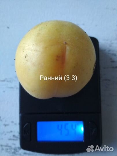 Саженцы плодовых культур