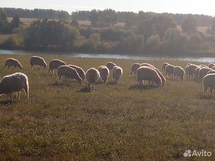 Овцы бараны ягнята романовские