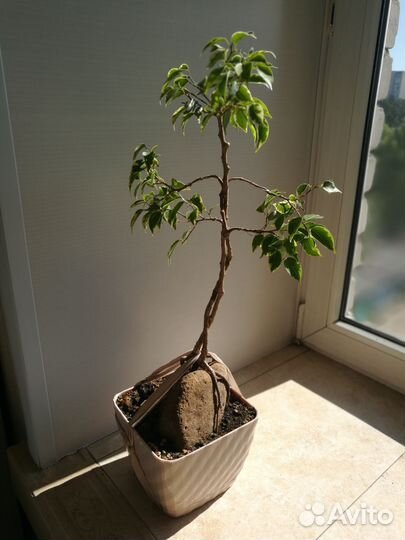 Продам бонсай