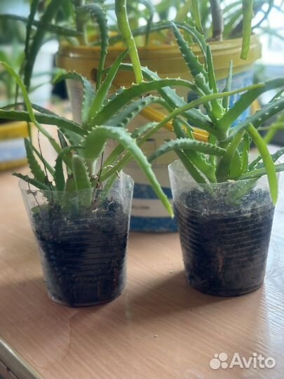 Толстянка,алоэ,мятный